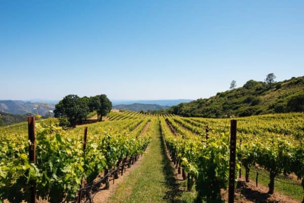 Imagery Vineyard banner 1 600x400