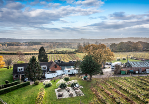 Carr Taylor Vineyard 2