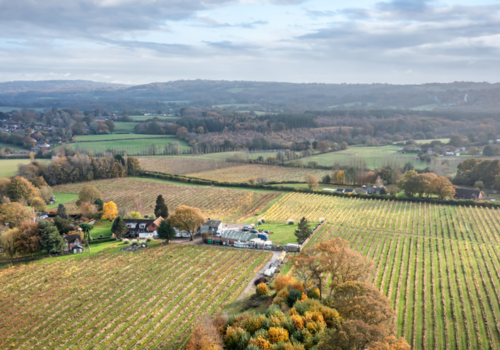 Carr Taylor Vineyard